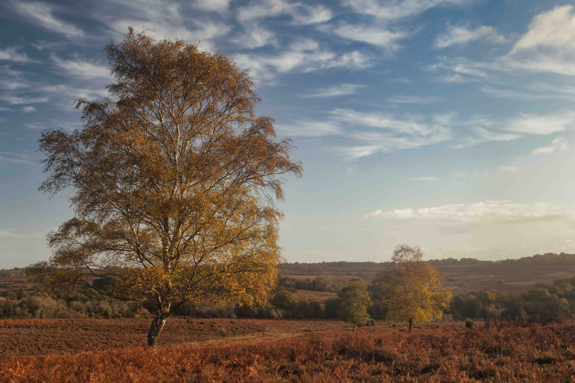 New Forest with Mark Bauer